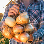 onion bag